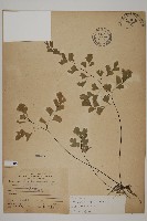 鐵線蕨藏品圖，第1張