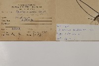 鐵線蕨藏品圖，第2張