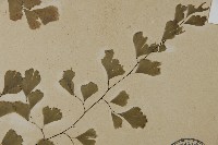 鐵線蕨藏品圖，第3張