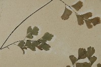 鐵線蕨藏品圖，第4張