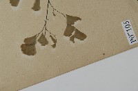 鐵線蕨藏品圖，第5張