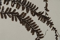 鞭葉鐵線蕨藏品圖，第3張