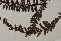 鞭葉鐵線蕨藏品圖，第4張