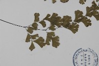 鐵線蕨藏品圖，第3張