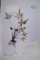 長柄粉背蕨藏品圖，第1張