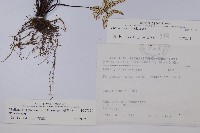 長柄粉背蕨藏品圖，第2張