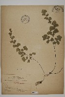 鐵線蕨藏品圖，第1張