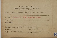 鐵線蕨藏品圖，第2張