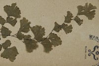 鐵線蕨藏品圖，第3張