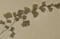 鐵線蕨藏品圖，第4張