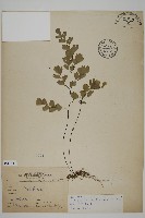 鐵線蕨藏品圖，第1張