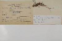 鐵線蕨藏品圖，第2張