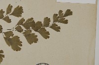 鐵線蕨藏品圖，第3張