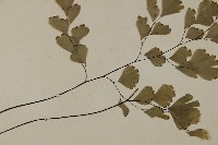 鐵線蕨藏品圖，第4張