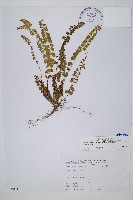 圓葉陵齒蕨藏品圖，第1張