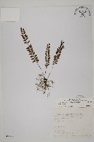 愛氏鐵線蕨藏品圖，第1張