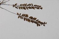 愛氏鐵線蕨藏品圖，第3張