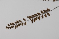 愛氏鐵線蕨藏品圖，第4張