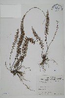 鞭葉鐵線蕨藏品圖，第1張