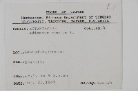 鞭葉鐵線蕨藏品圖，第2張