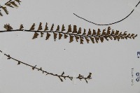 鞭葉鐵線蕨藏品圖，第3張