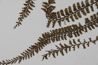 鞭葉鐵線蕨藏品圖，第4張