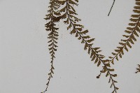 鞭葉鐵線蕨藏品圖，第4張