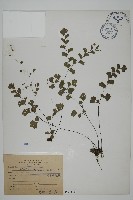 鐵線蕨藏品圖，第1張