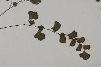 鐵線蕨藏品圖，第3張