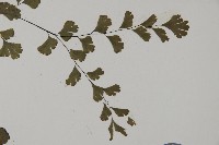 鐵線蕨藏品圖，第4張