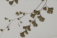 鐵線蕨藏品圖，第5張