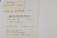 鐵線蕨藏品圖，第2張