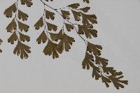 鐵線蕨藏品圖，第3張