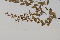 鐵線蕨藏品圖，第4張