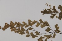 鐵線蕨藏品圖，第5張