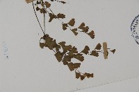 鐵線蕨藏品圖，第3張