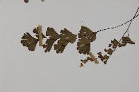 鐵線蕨藏品圖，第5張