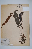 新月蕨藏品圖，第1張