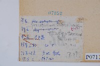 新月蕨藏品圖，第2張