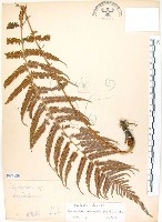 斜葉金星蕨藏品圖，第1張