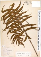 密毛毛蕨藏品圖，第1張