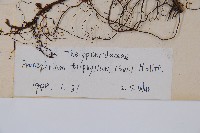 新月蕨藏品圖，第2張