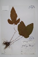 南投三叉蕨藏品圖，第1張