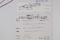 南投三叉蕨藏品圖，第2張