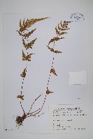 光囊紫柄蕨藏品圖，第1張