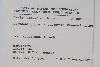 光囊紫柄蕨藏品圖，第2張