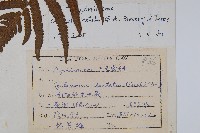 毛蕨藏品圖，第2張