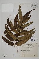 華鳳丫蕨藏品圖，第1張