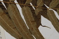 華鳳丫蕨藏品圖，第4張