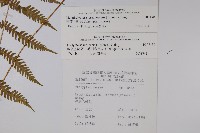 光葉凸軸蕨藏品圖，第2張